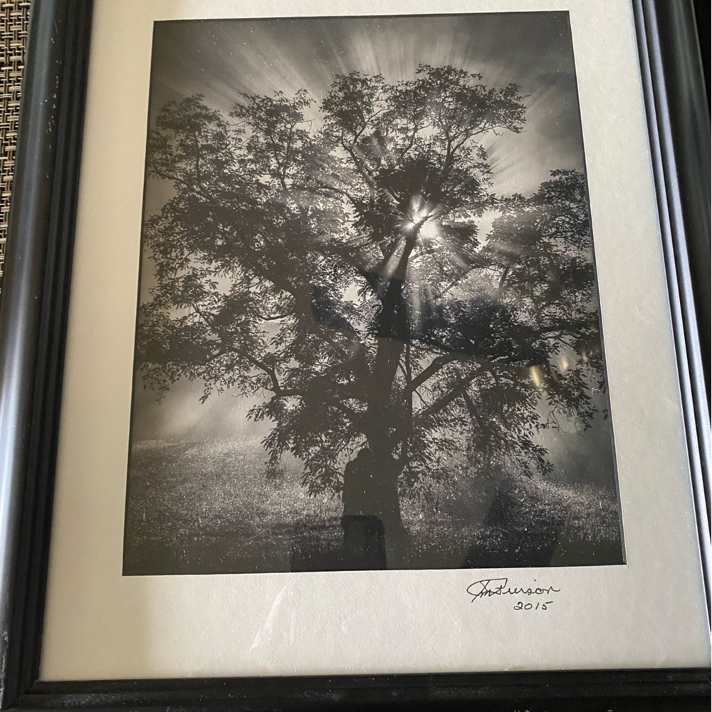 Framed Black and White Tree Art Print